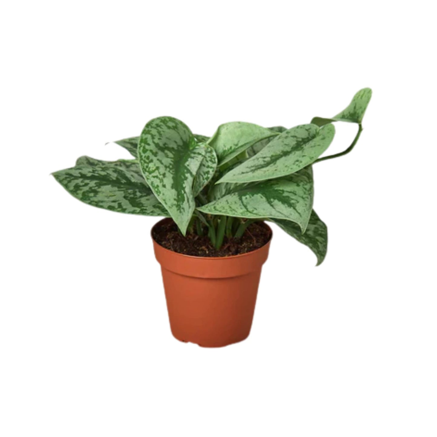 Pothos