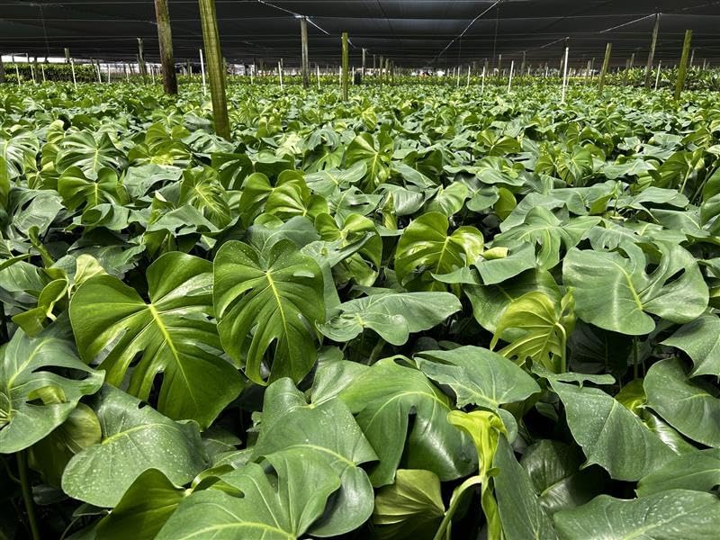 Philodendron Monstera Live Plant Indoor/Outdoor in 10 in Grower Pot