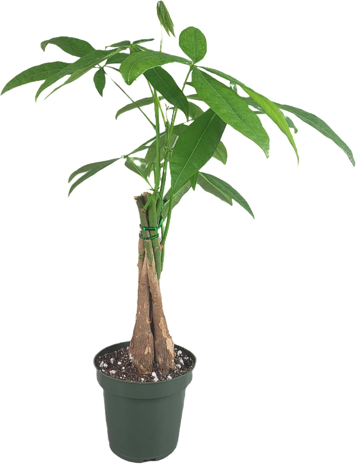Chinese Money Tree Live Plant