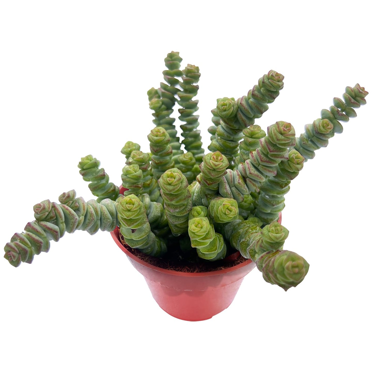 4" Trailing Succulents