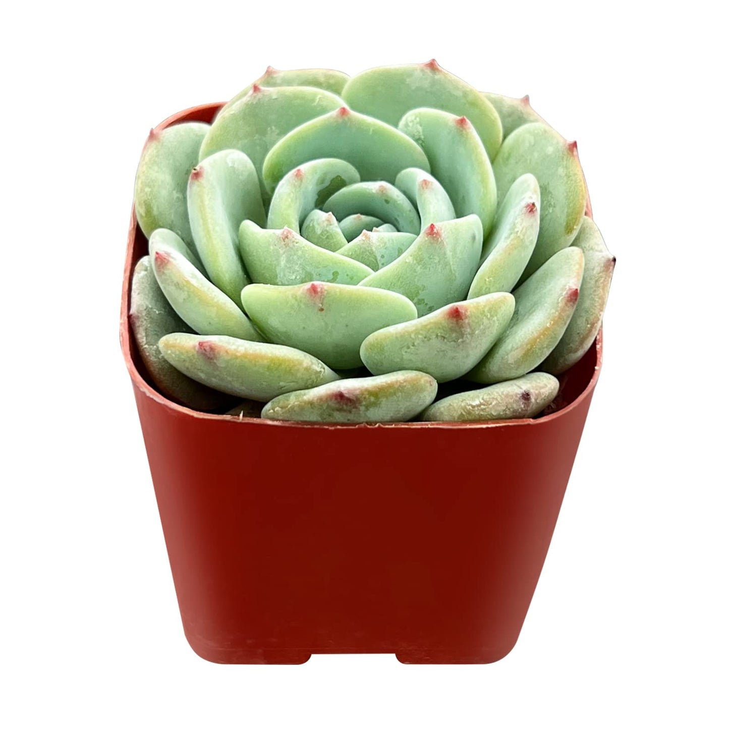 Sprout N Green Echeveria Minima, 1 Live Mini Succulent Plant Fully Rooted in 2 inch Starter Pot, Real House Plant for Indoor Outdoor Home Office Wedding Decoration Party Favor