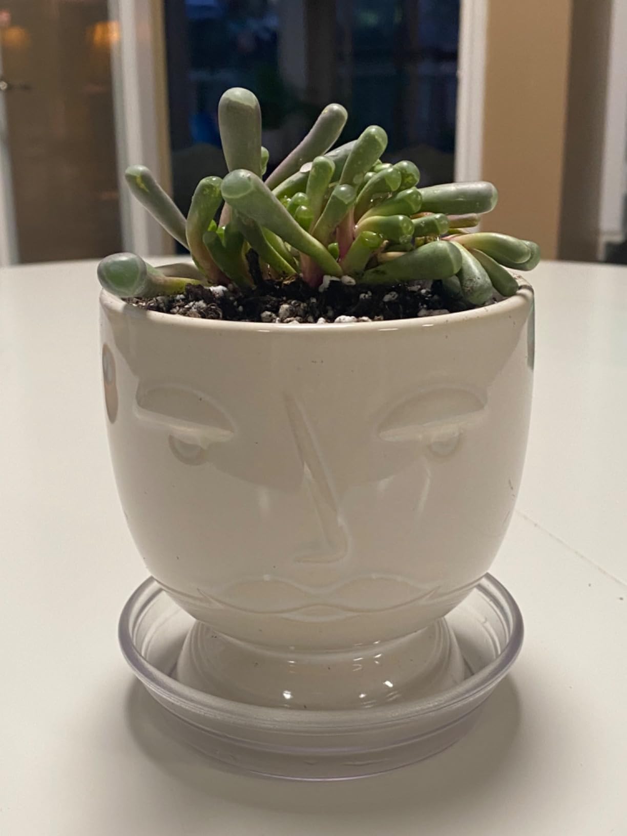 4" Trailing Succulents