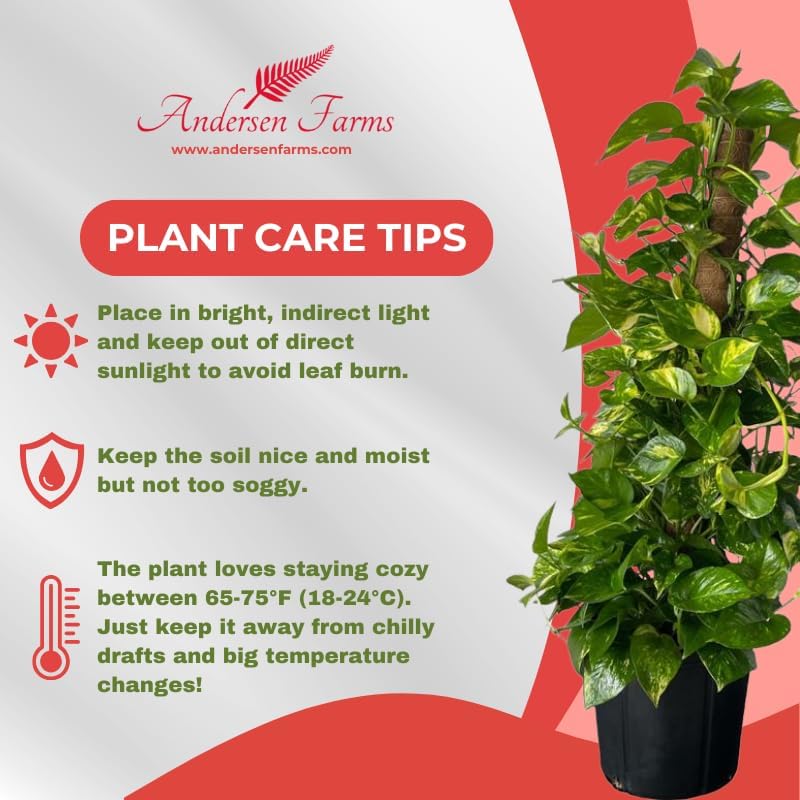 Golden Pothos Totem Live Plant - 10-inch Grower Pot, Indoor/Outdoor