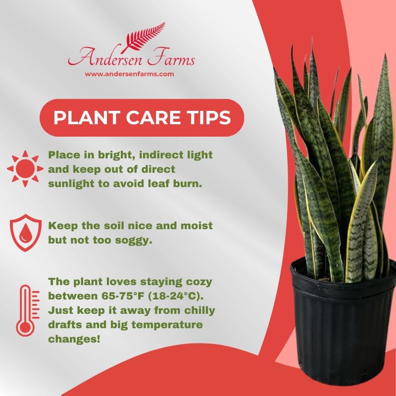 Sansevieria Laurentii Live Plant Indoor/Outdoor in 10 in Grower Pot, Green, Yellow