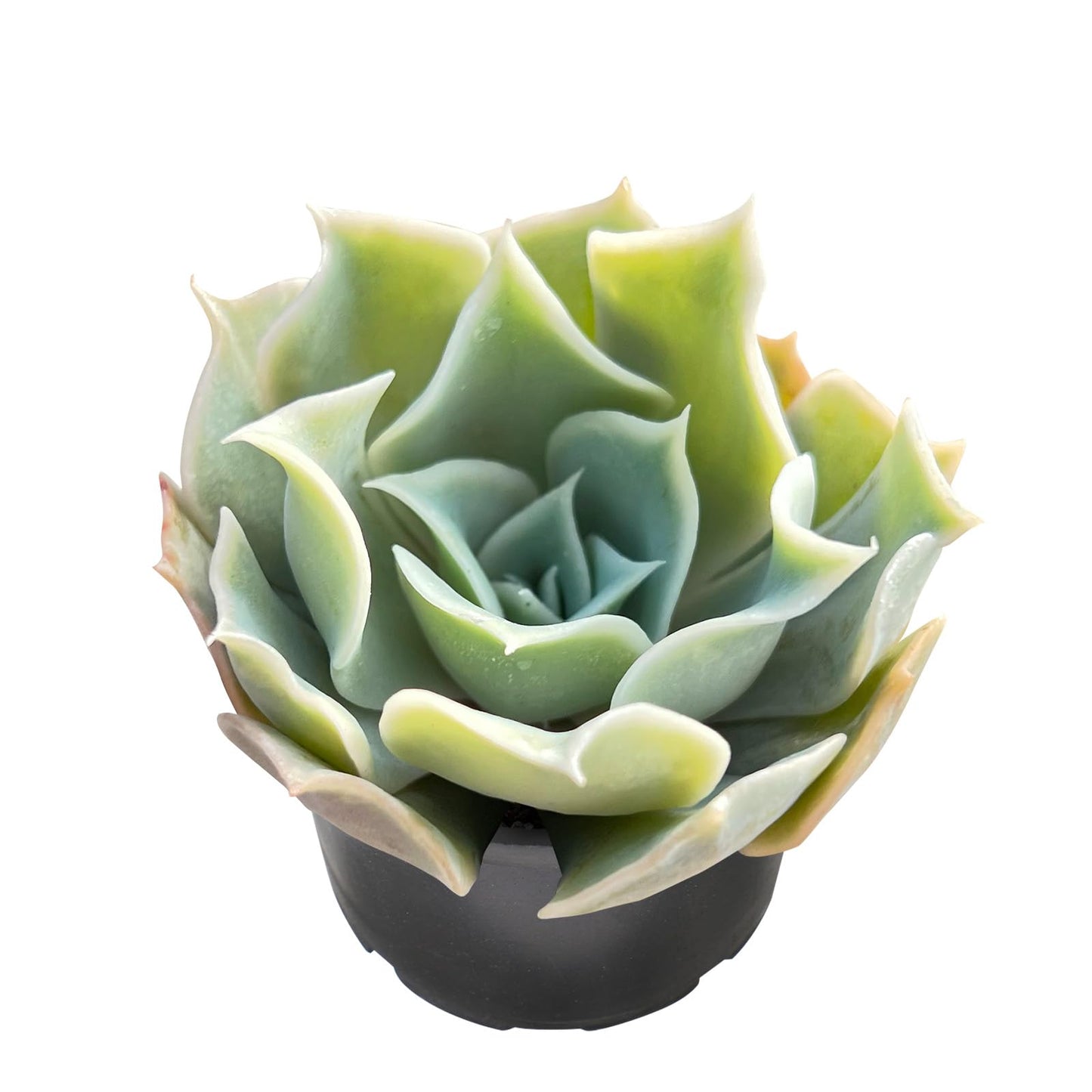 Sprout N Green Echeveria Minima, 1 Live Mini Succulent Plant Fully Rooted in 2 inch Starter Pot, Real House Plant for Indoor Outdoor Home Office Wedding Decoration Party Favor