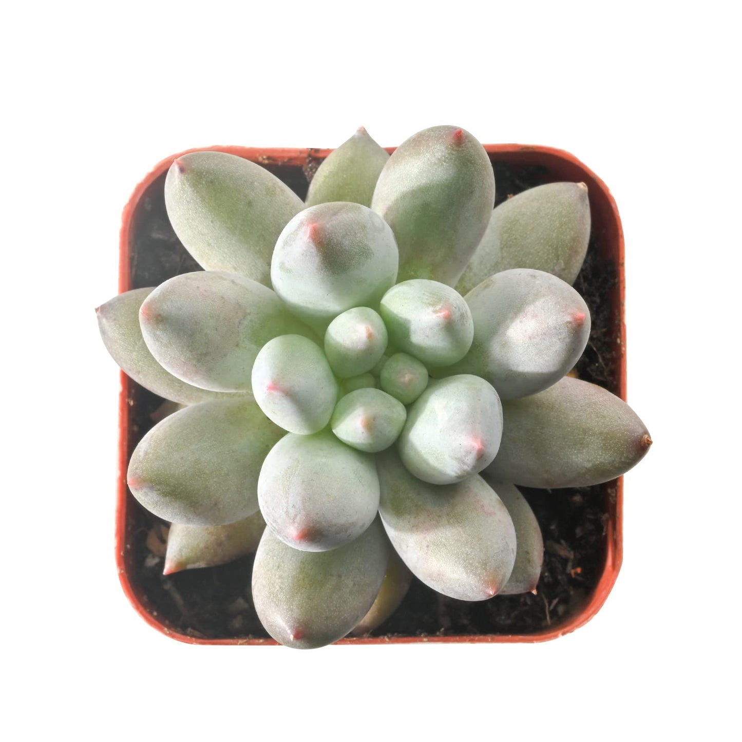 Sprout N Green Echeveria Minima, 1 Live Mini Succulent Plant Fully Rooted in 2 inch Starter Pot, Real House Plant for Indoor Outdoor Home Office Wedding Decoration Party Favor