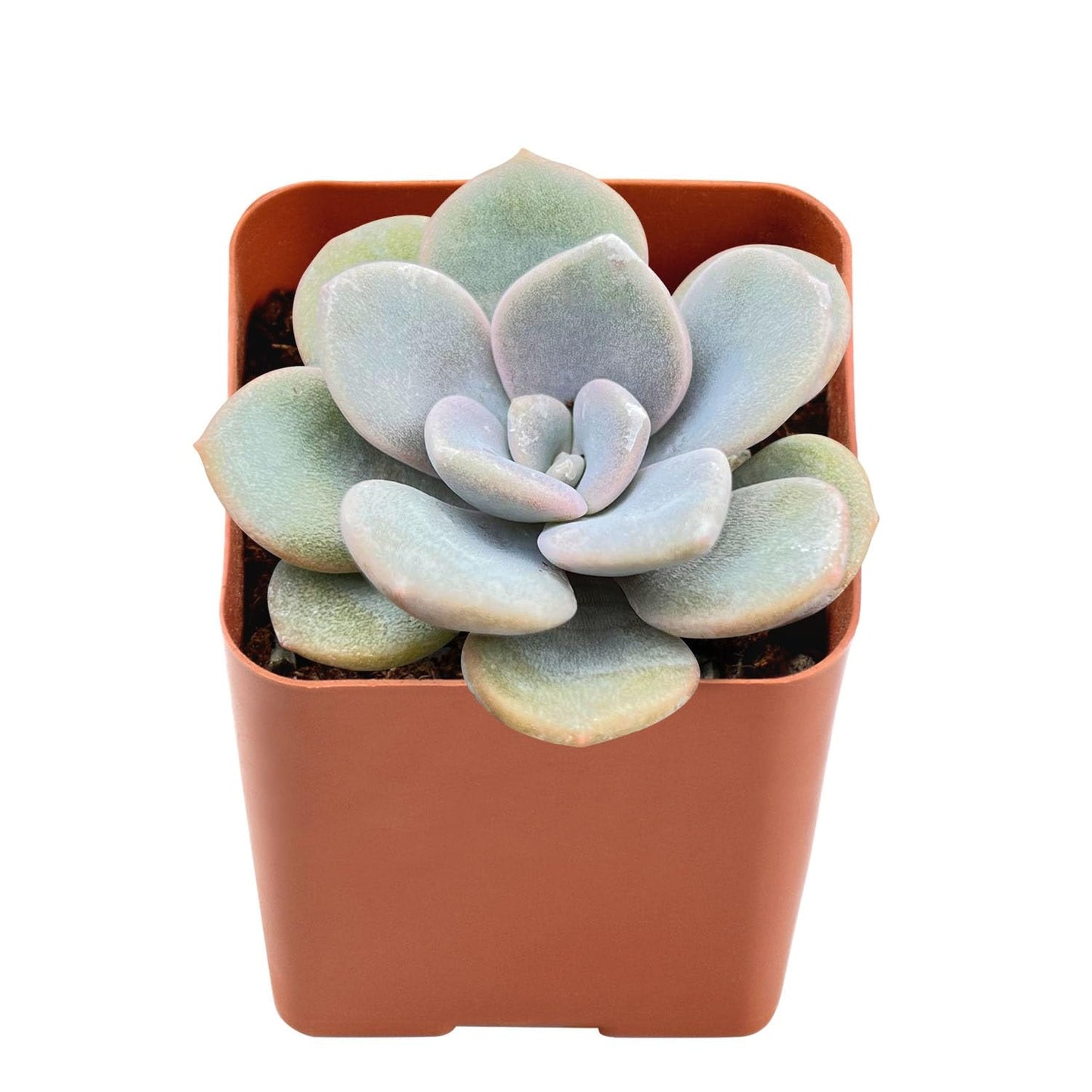 Sprout N Green Echeveria Minima, 1 Live Mini Succulent Plant Fully Rooted in 2 inch Starter Pot, Real House Plant for Indoor Outdoor Home Office Wedding Decoration Party Favor