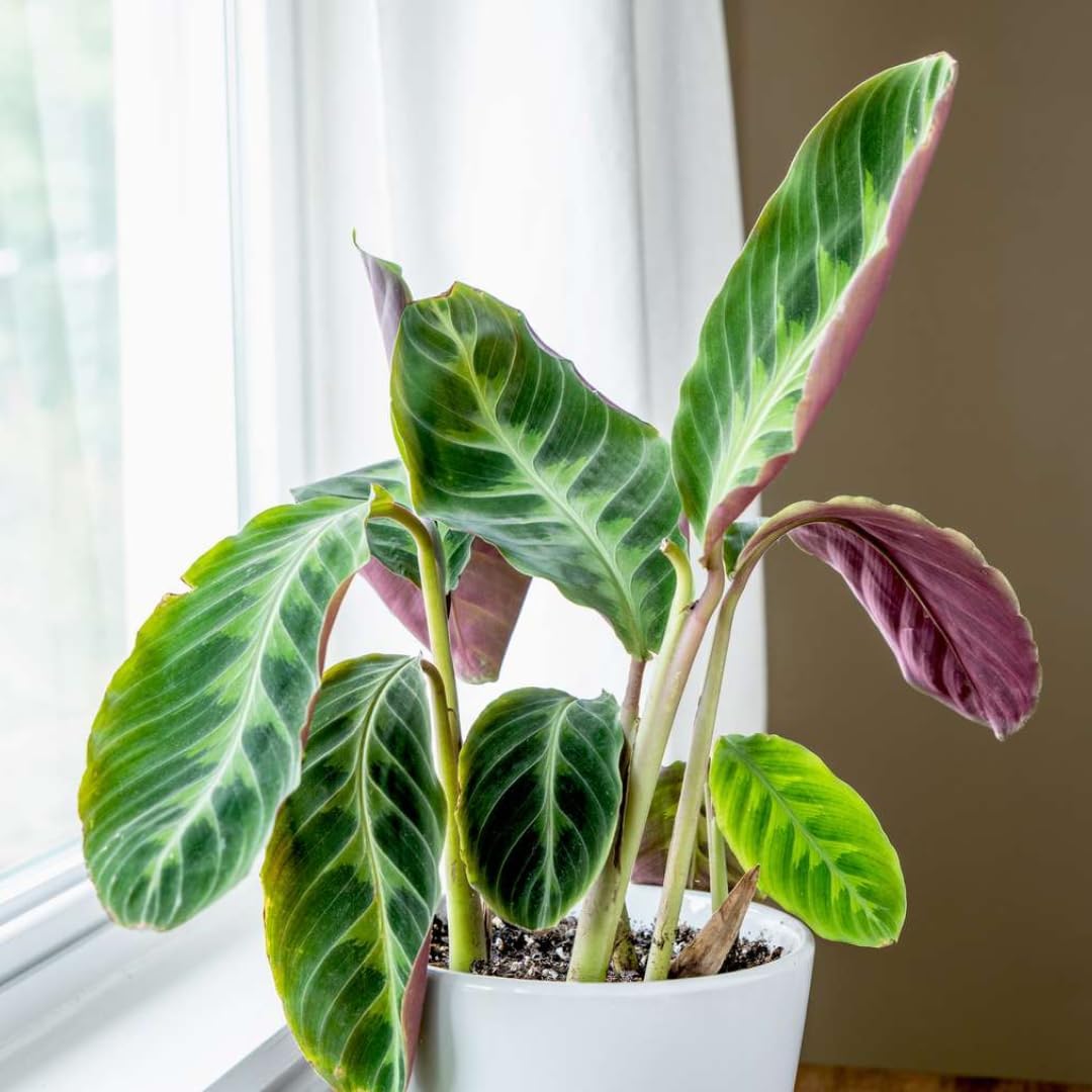 Calathea Warscewiczii Live Plant Indoor/Outdoor in 10 in Grower Pot, Green, White