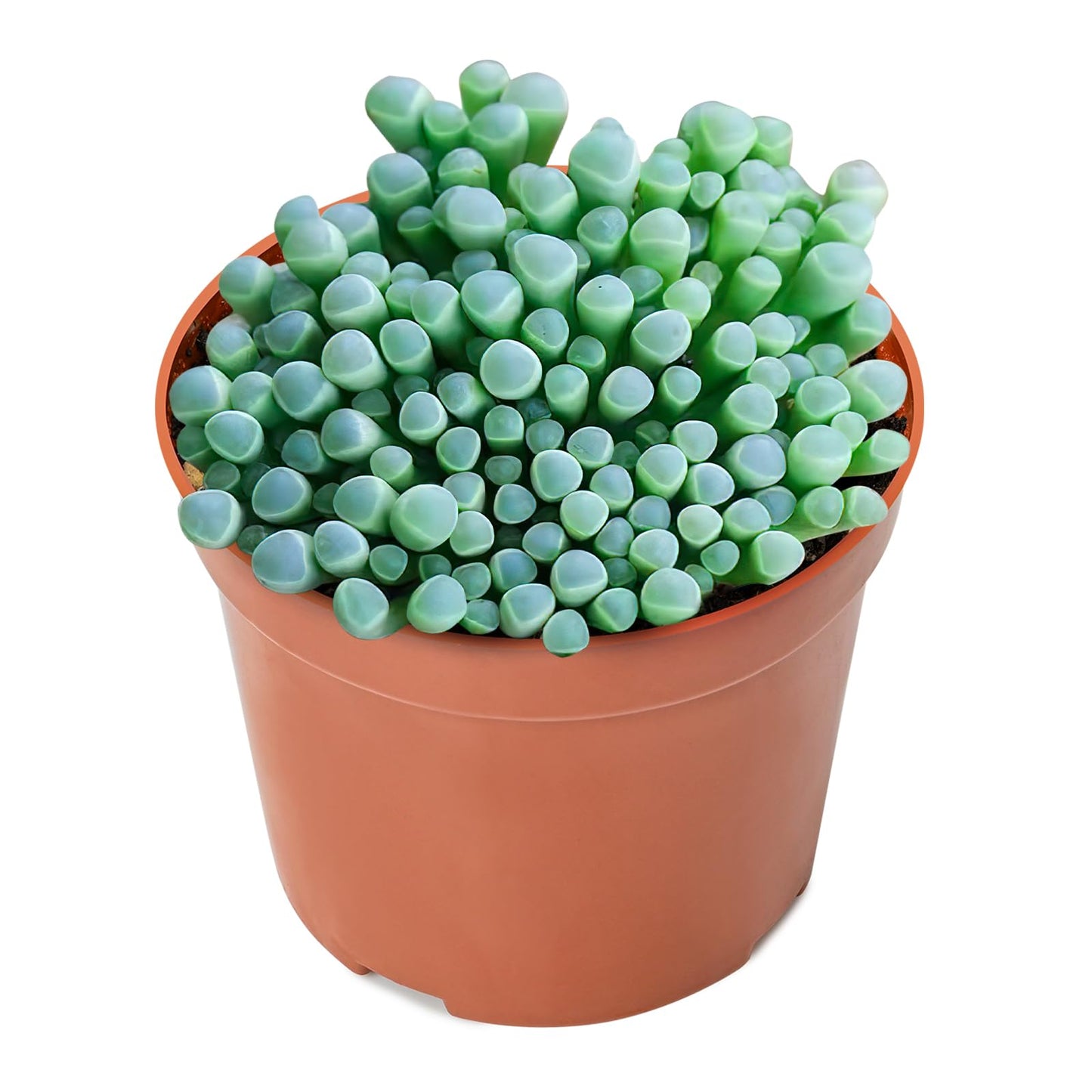 4" Trailing Succulents