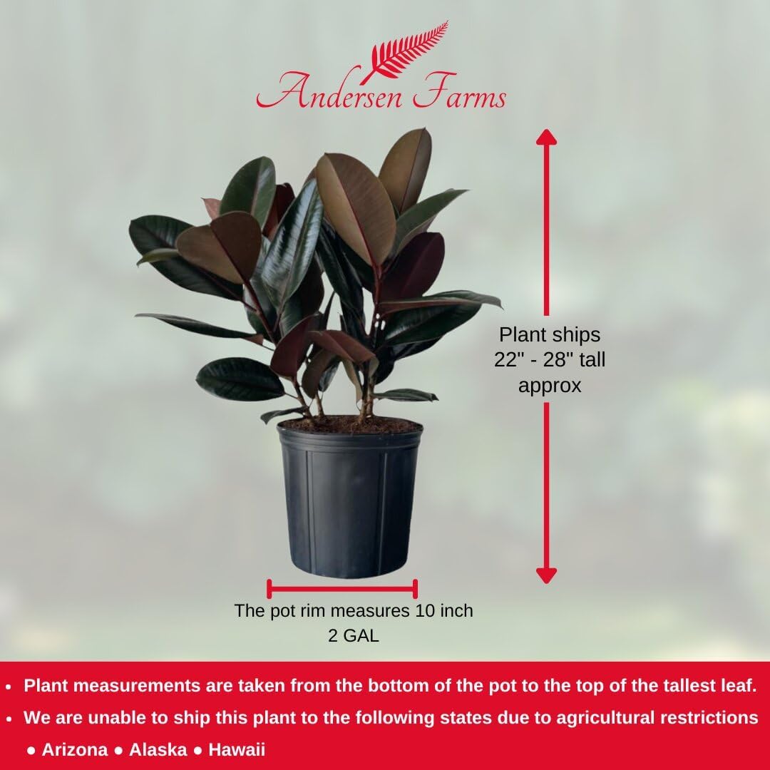 Burgundy Ficus Live Indoor/Outdoor Plant 10" Growers Pot