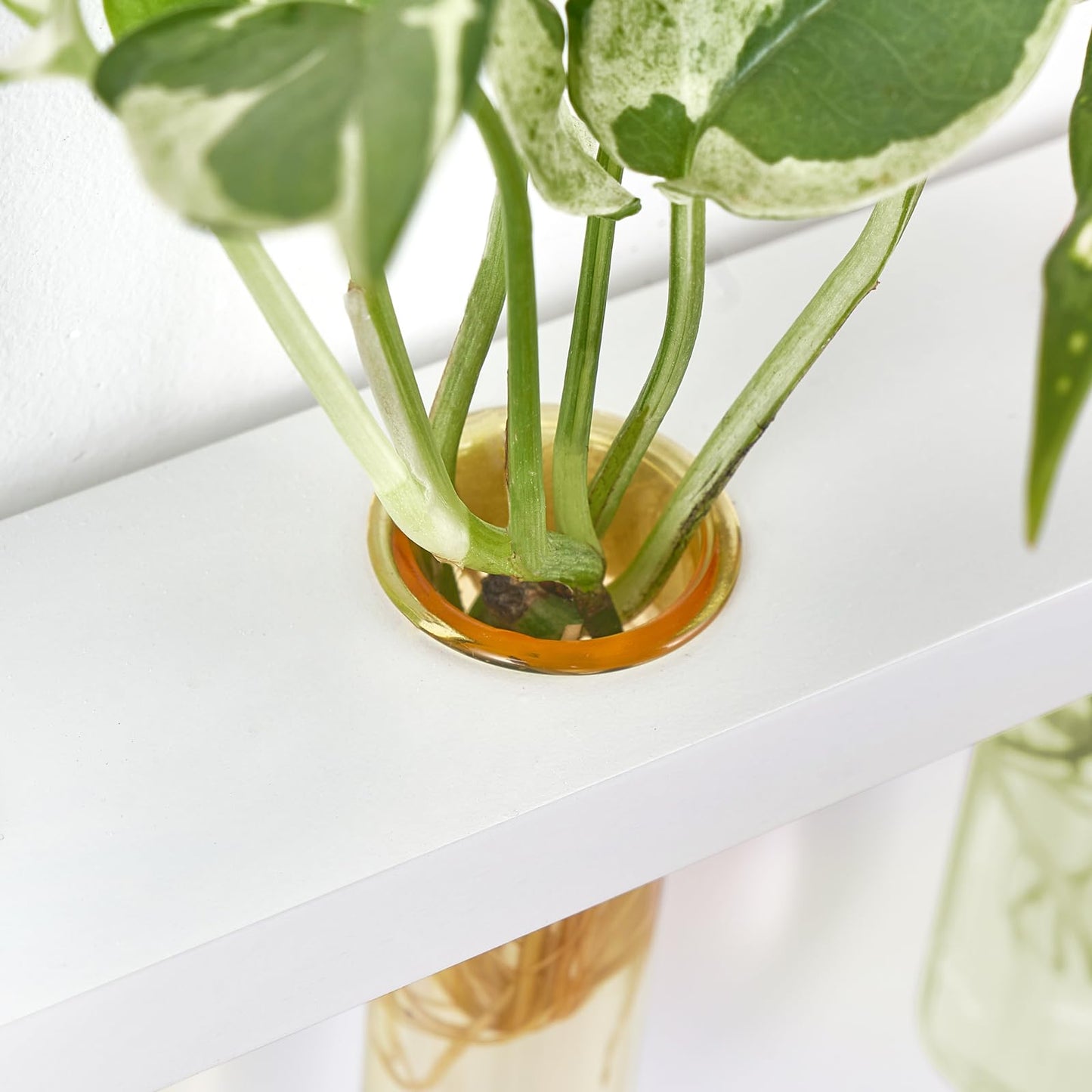 Wall Hanging Plant Propagation Station