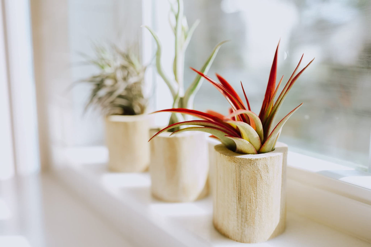 Tillandsia Jumbo Variety Pack
