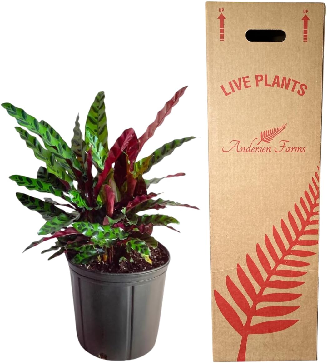 Calathea Lancifolia Live Plant Indoor/Outdoor in 10 in Grower Pot, Green, White