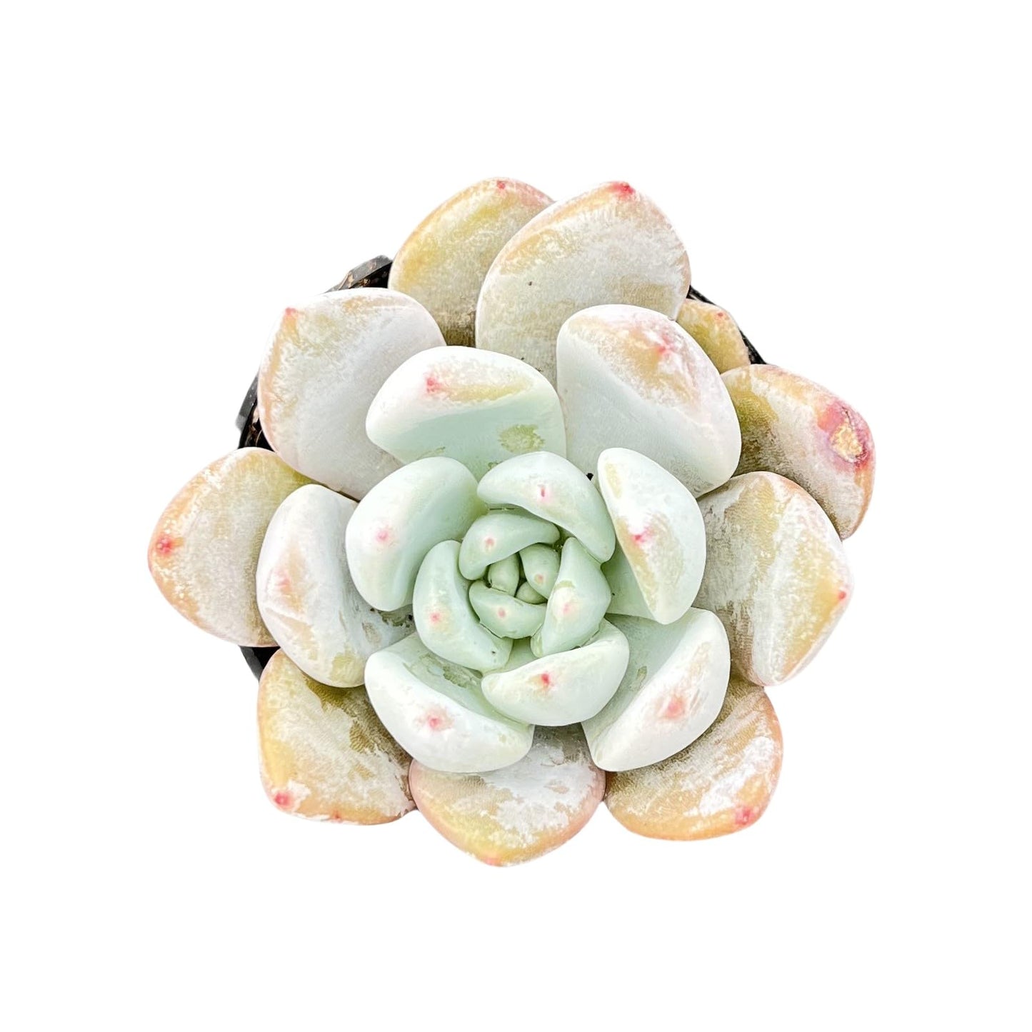 Sprout N Green Echeveria Minima, 1 Live Mini Succulent Plant Fully Rooted in 2 inch Starter Pot, Real House Plant for Indoor Outdoor Home Office Wedding Decoration Party Favor
