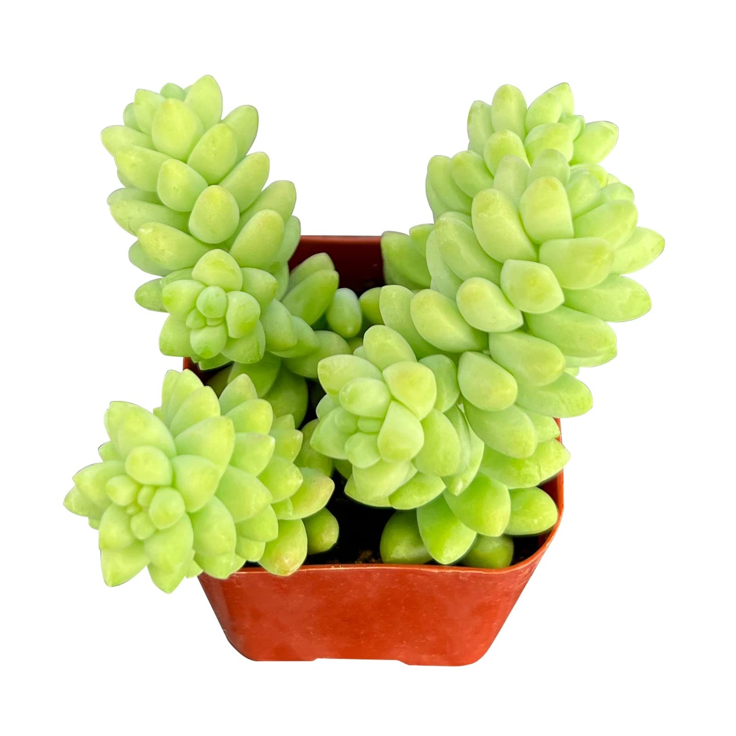Lithops & Succulent Collection