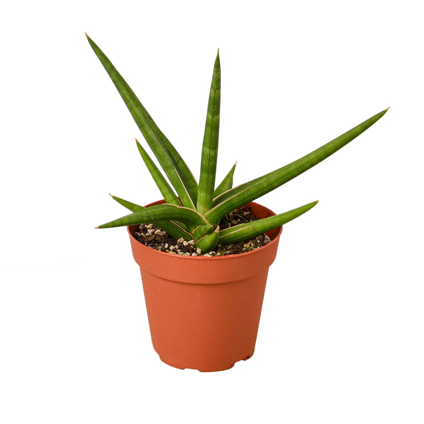 Snake Plants