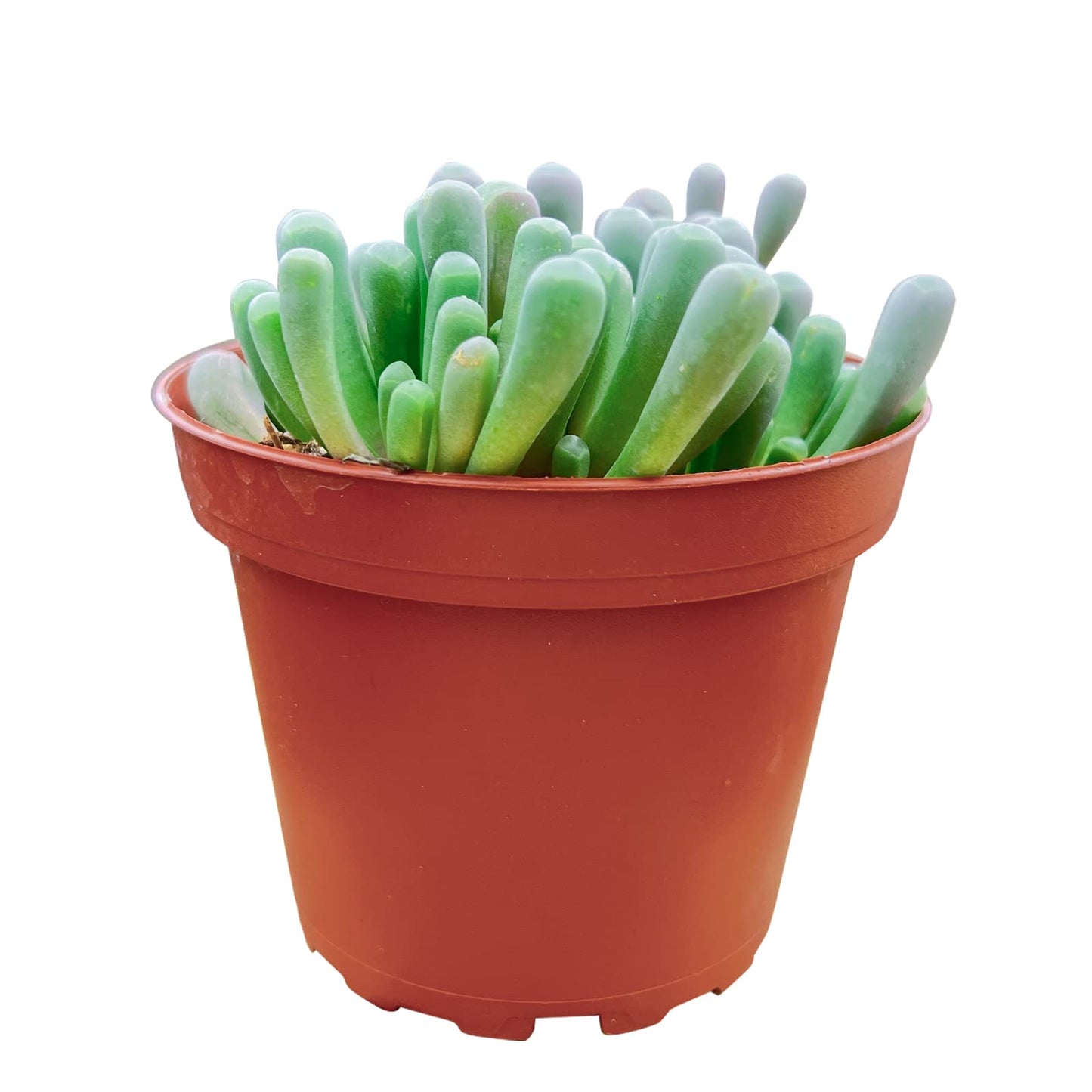 4" Trailing Succulents