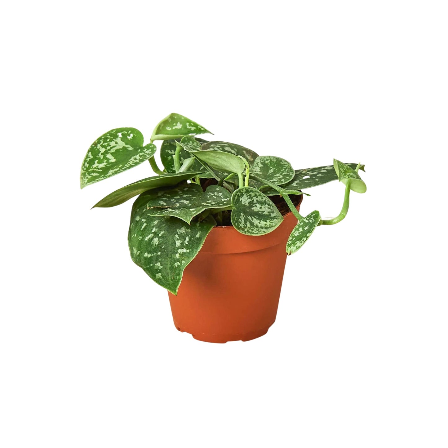 Pothos