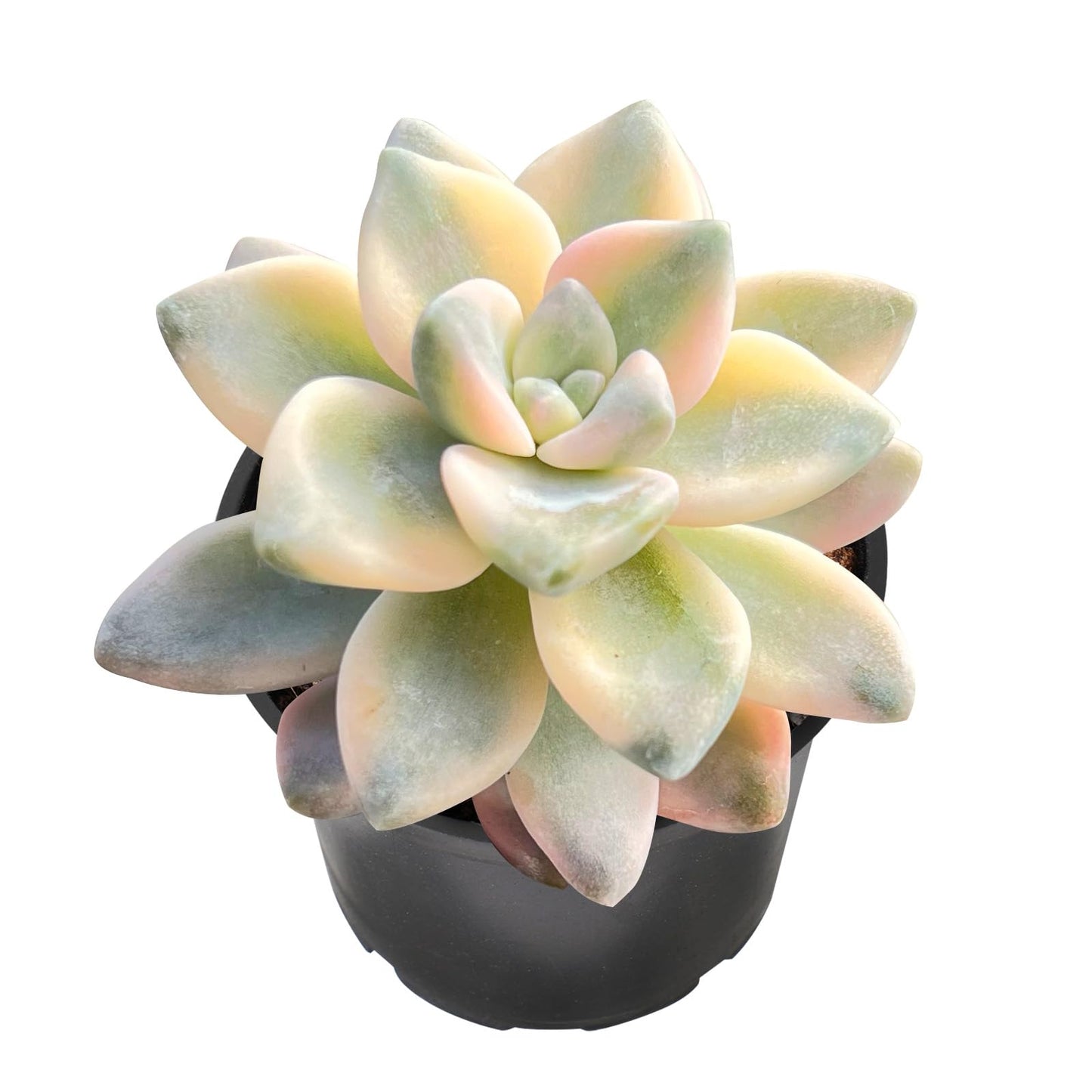 Lithops & Succulent Collection