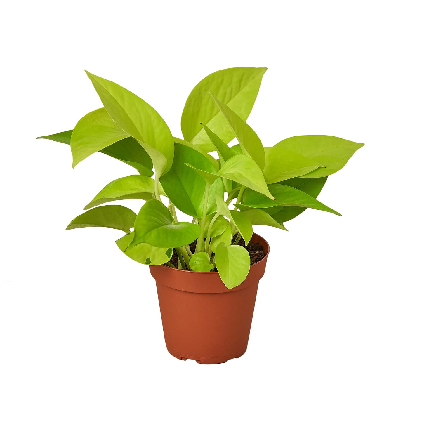 Pothos