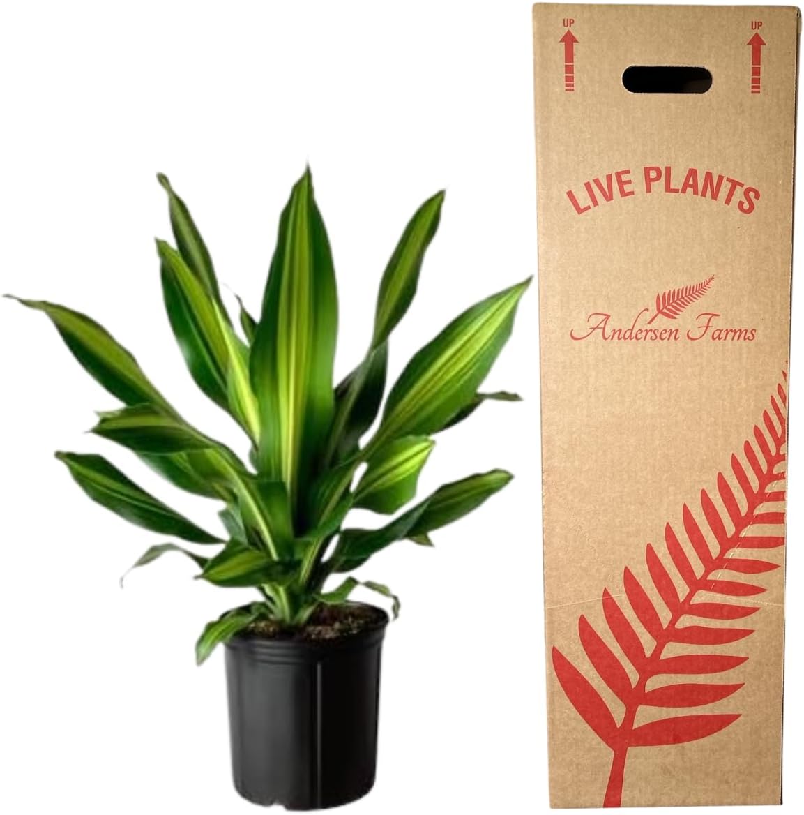 Dracaena Marley Live Plant Indoor/Outdoor in 10 in. Grower Pot, Green