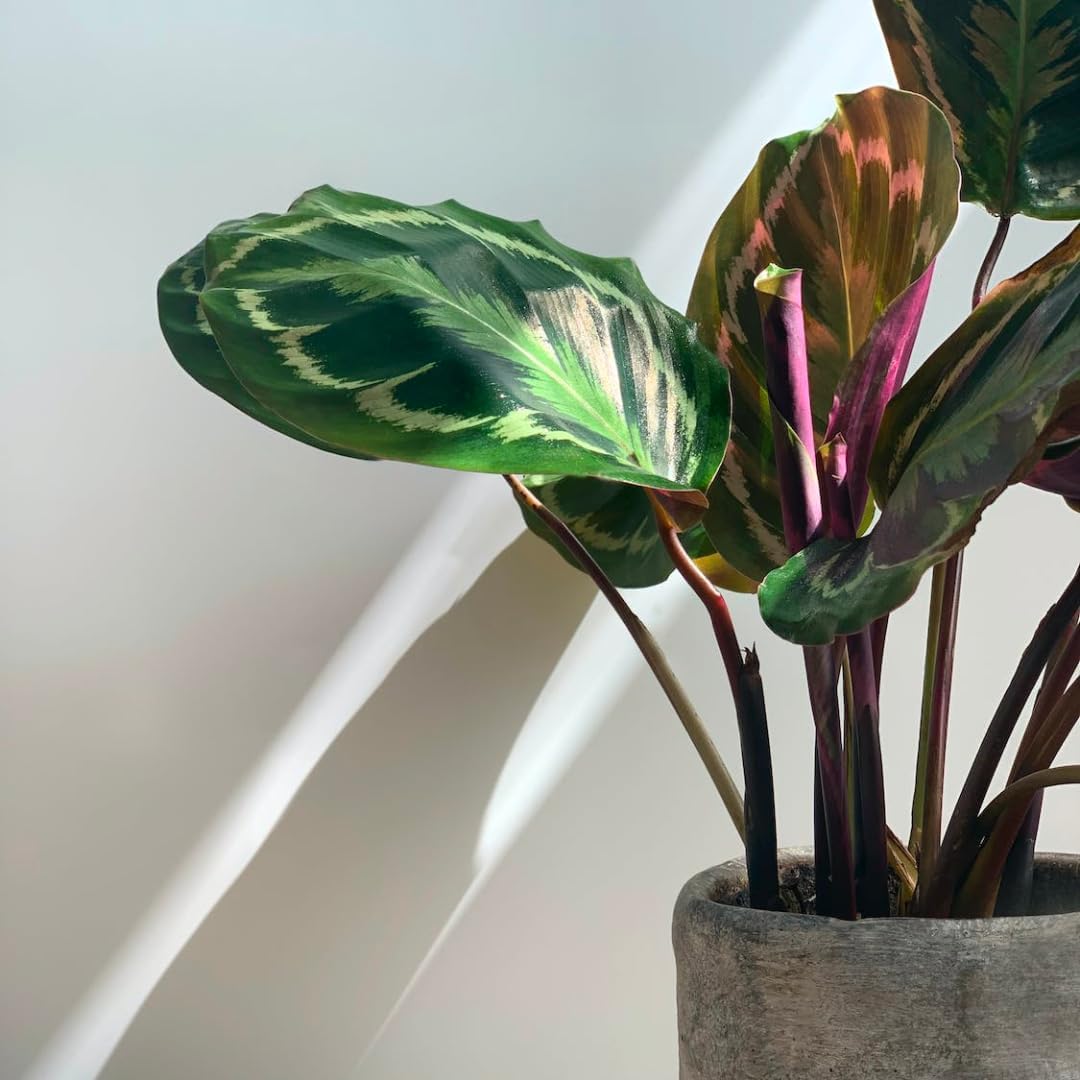 Calathea Medallion Live Plant Indoor/Outdoor in 10 in Grower Pot, Green, Rose