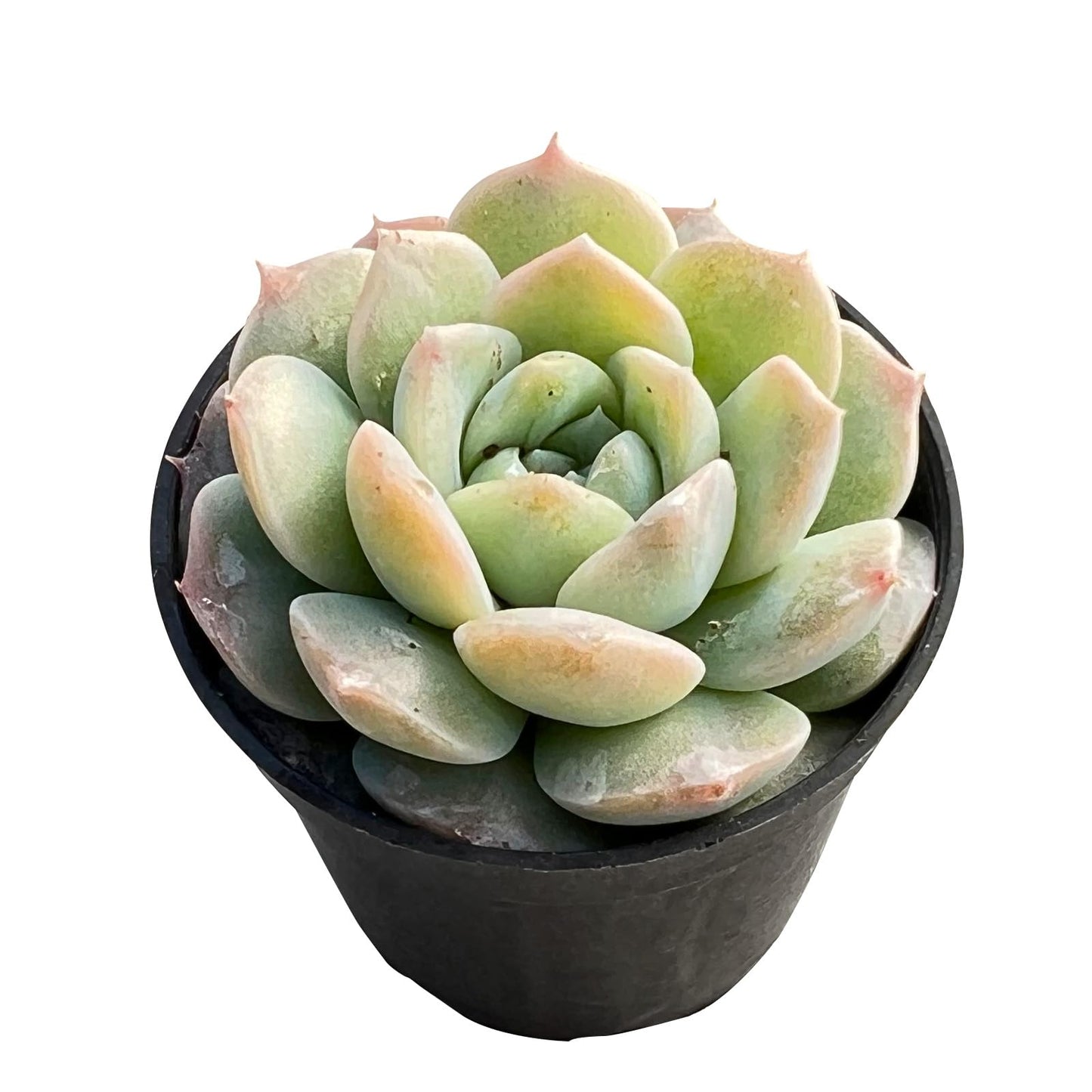 Sprout N Green Echeveria Minima, 1 Live Mini Succulent Plant Fully Rooted in 2 inch Starter Pot, Real House Plant for Indoor Outdoor Home Office Wedding Decoration Party Favor