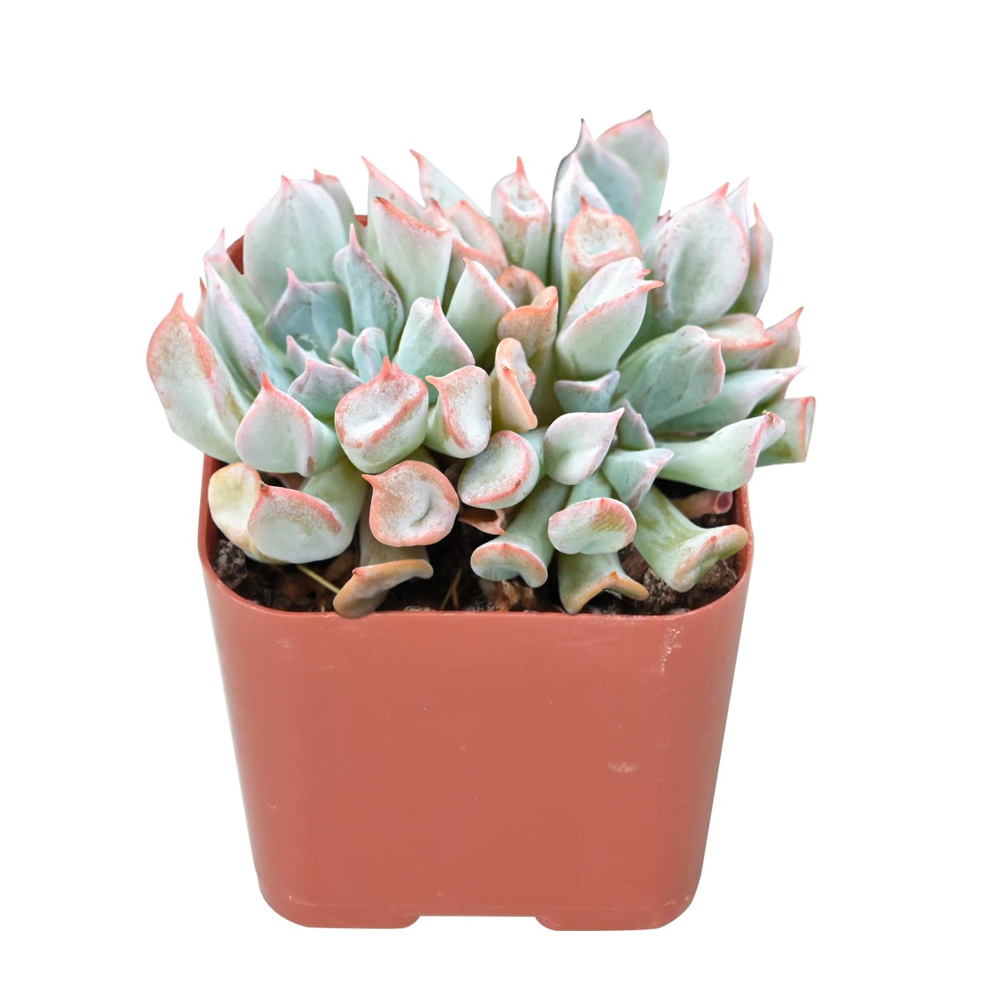 Sprout N Green Echeveria Minima, 1 Live Mini Succulent Plant Fully Rooted in 2 inch Starter Pot, Real House Plant for Indoor Outdoor Home Office Wedding Decoration Party Favor