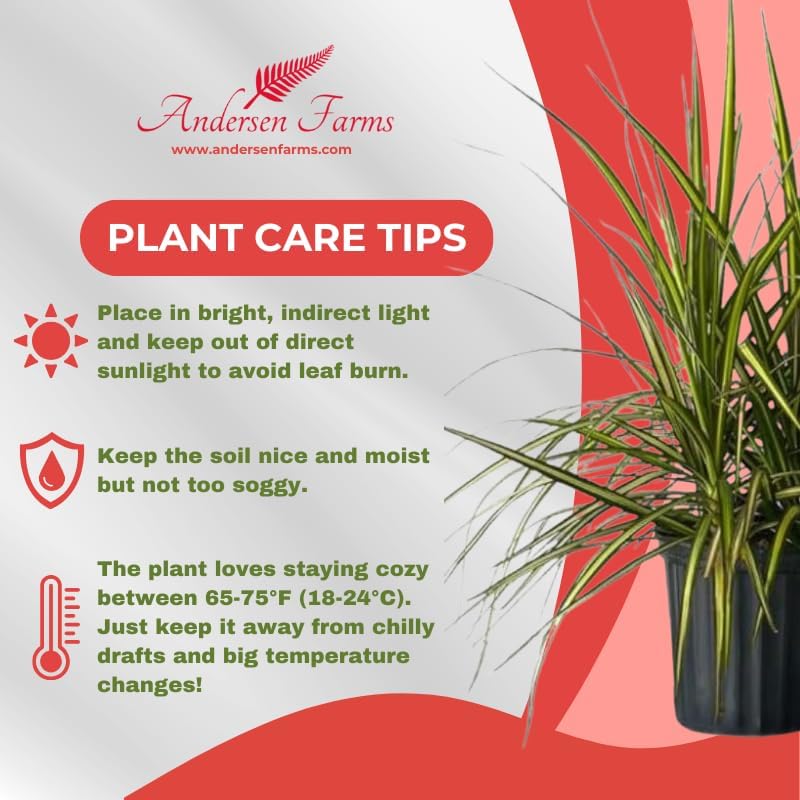 Dracaena Marginata Kiwi Live Plant โ 10-inch Grower Pot, Indoor/Outdoor Houseplant