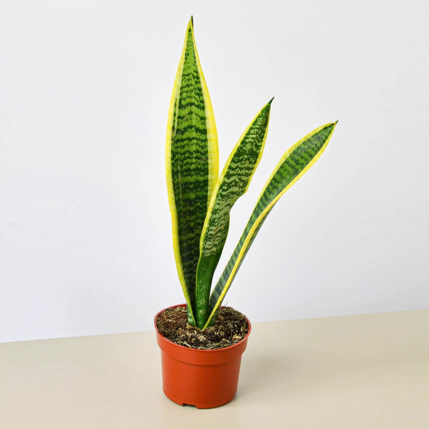 Snake Plants