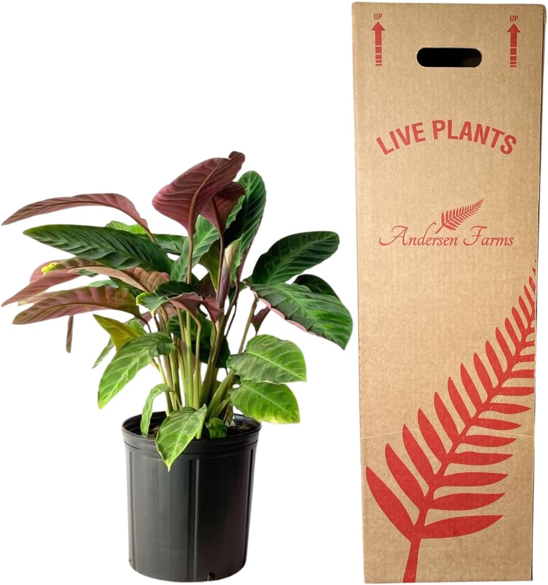 Calathea Warscewiczii Live Plant Indoor/Outdoor in 10 in Grower Pot, Green, White