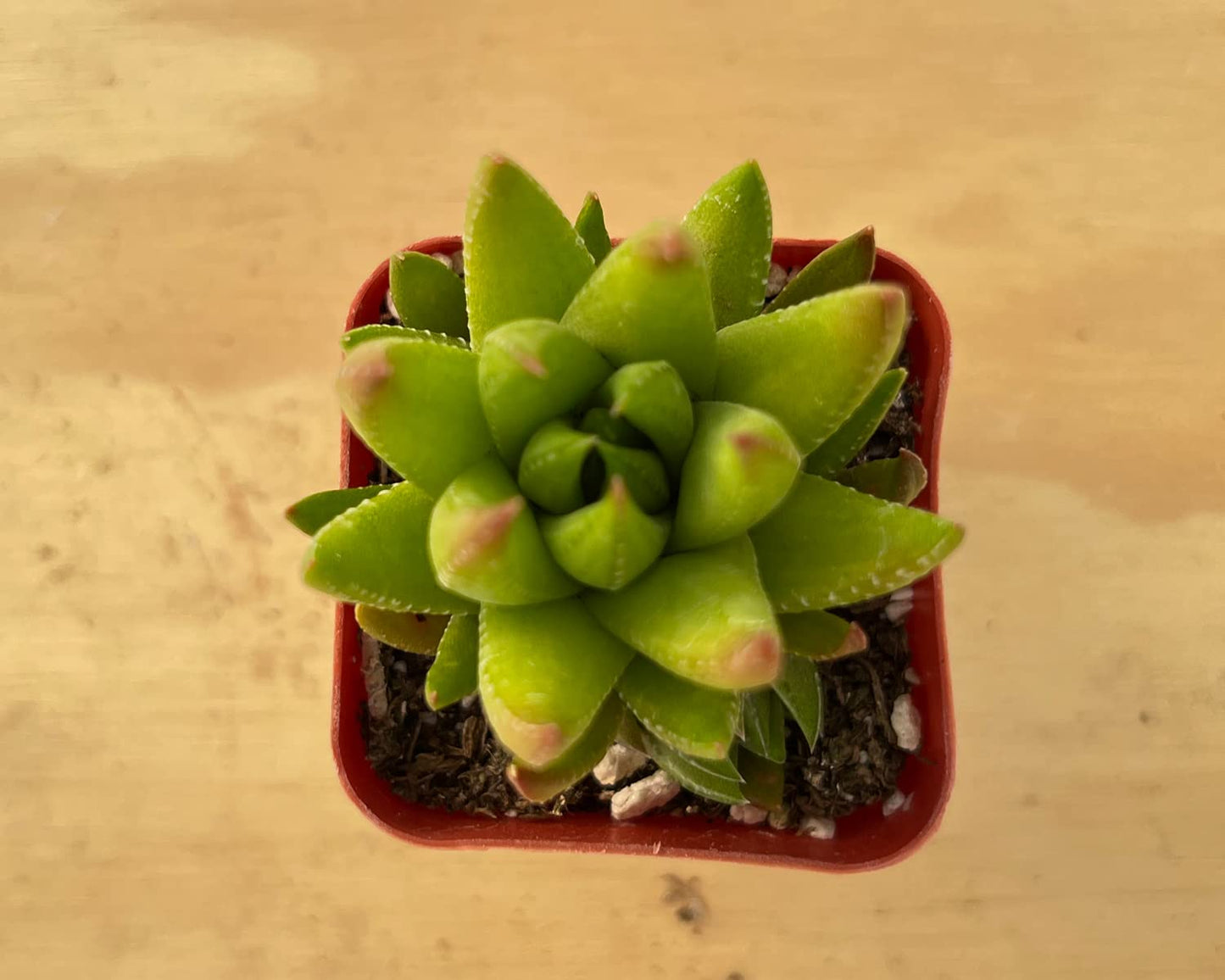 Lithops & Succulent Collection
