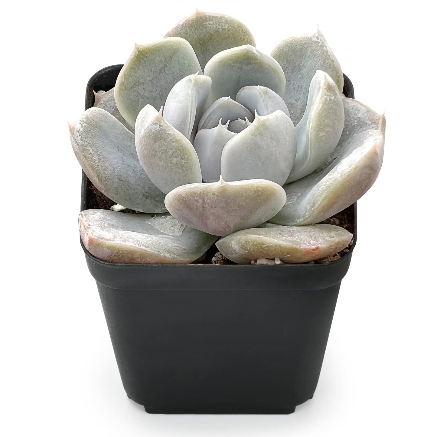 Sprout N Green Echeveria Minima, 1 Live Mini Succulent Plant Fully Rooted in 2 inch Starter Pot, Real House Plant for Indoor Outdoor Home Office Wedding Decoration Party Favor