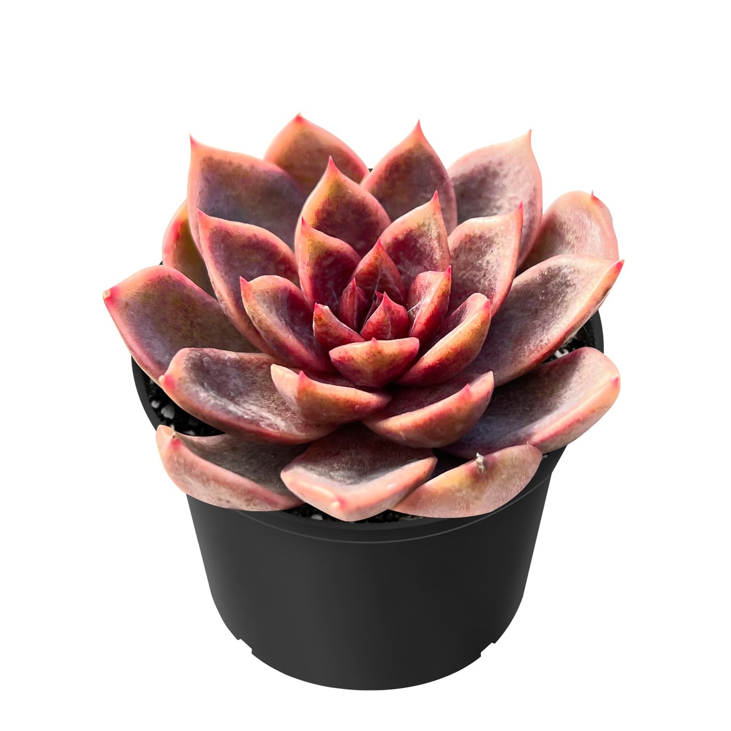 Sprout N Green Echeveria Minima, 1 Live Mini Succulent Plant Fully Rooted in 2 inch Starter Pot, Real House Plant for Indoor Outdoor Home Office Wedding Decoration Party Favor