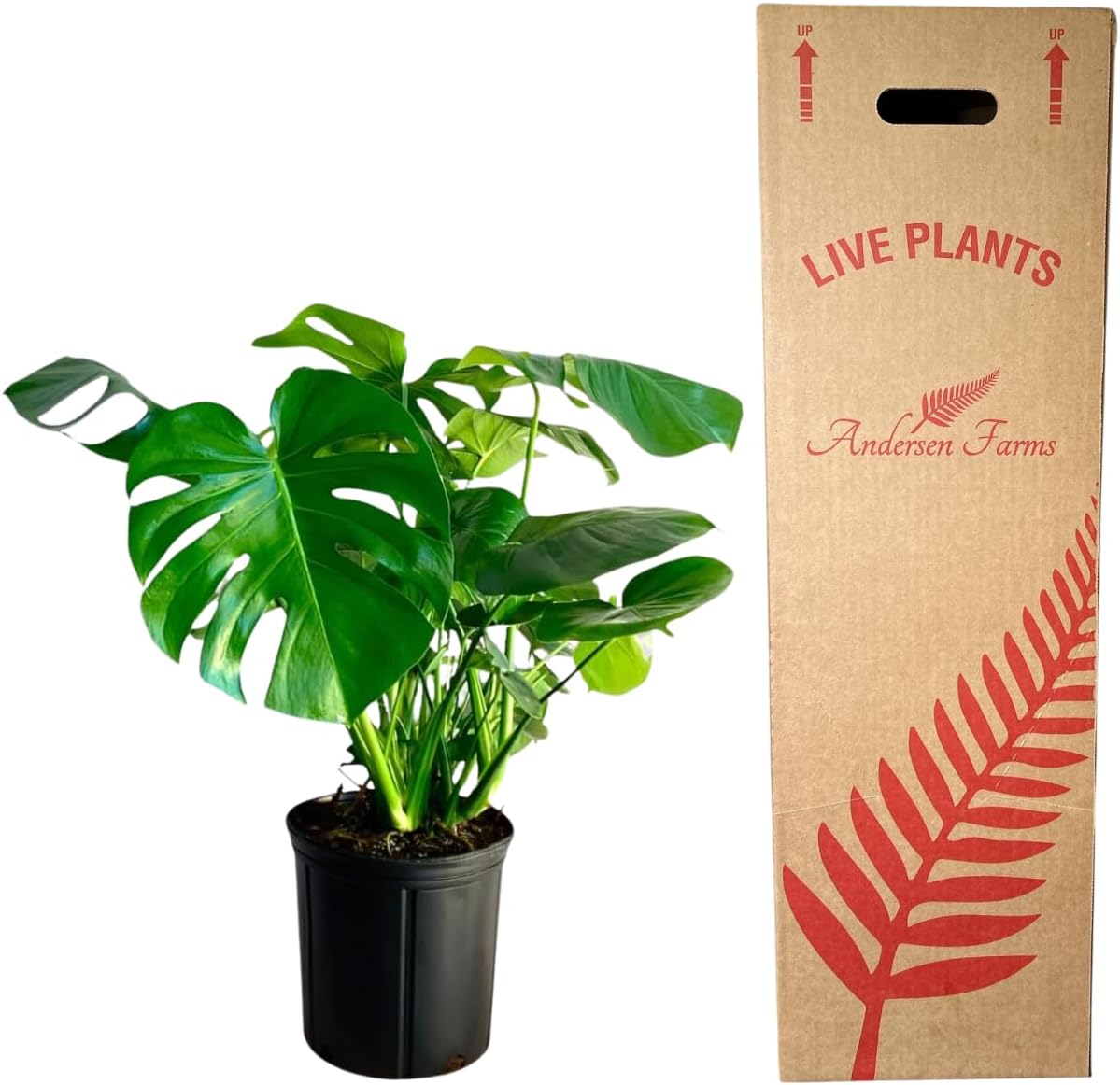 Philodendron Monstera Live Plant Indoor/Outdoor in 10 in Grower Pot