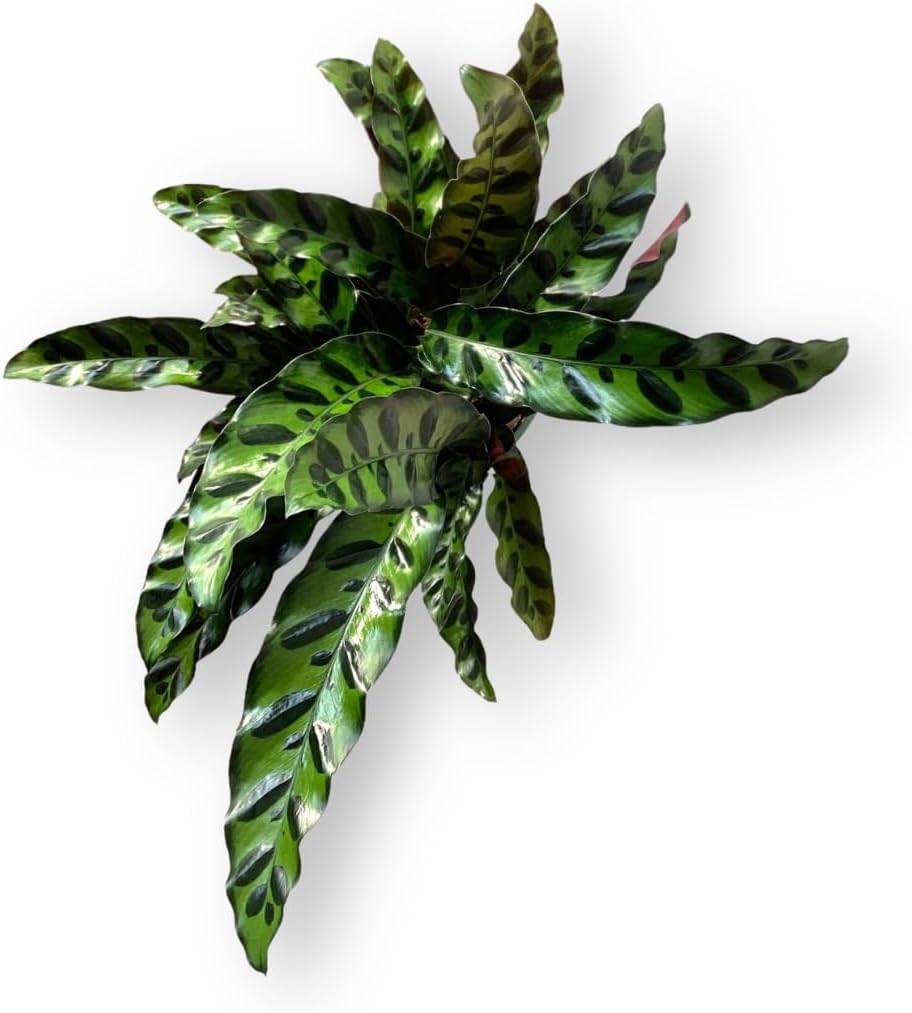 Calathea Lancifolia Live Plant Indoor/Outdoor in 10 in Grower Pot, Green, White