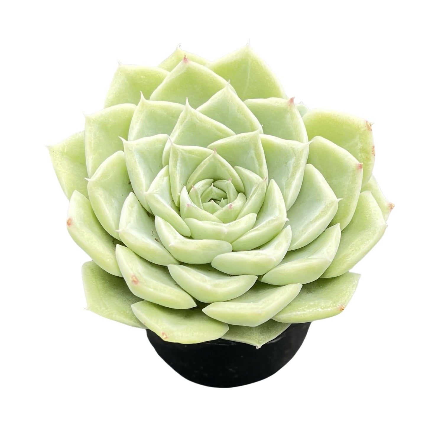 Sprout N Green Echeveria Minima, 1 Live Mini Succulent Plant Fully Rooted in 2 inch Starter Pot, Real House Plant for Indoor Outdoor Home Office Wedding Decoration Party Favor