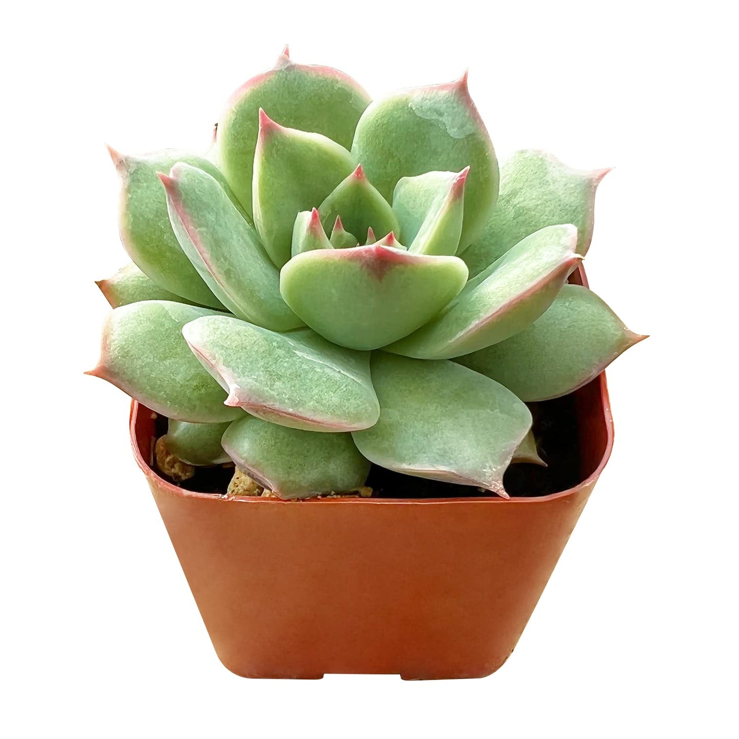 Sprout N Green Echeveria Minima, 1 Live Mini Succulent Plant Fully Rooted in 2 inch Starter Pot, Real House Plant for Indoor Outdoor Home Office Wedding Decoration Party Favor