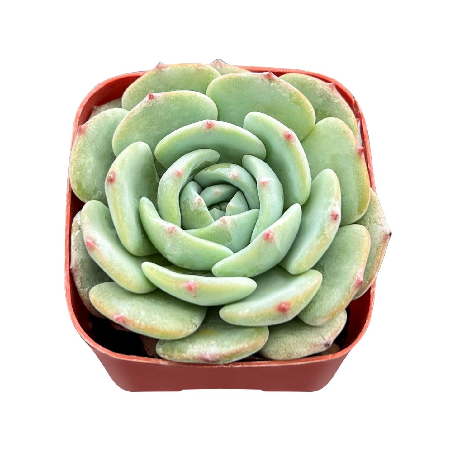 Sprout N Green Echeveria Minima, 1 Live Mini Succulent Plant Fully Rooted in 2 inch Starter Pot, Real House Plant for Indoor Outdoor Home Office Wedding Decoration Party Favor