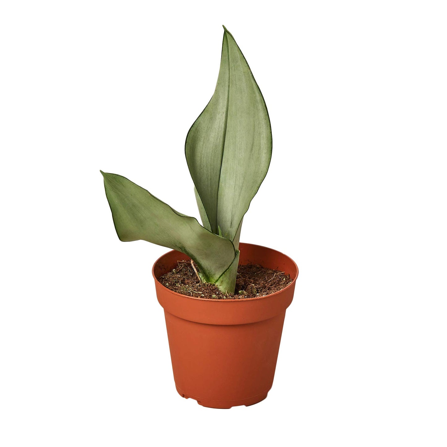 Snake Plants