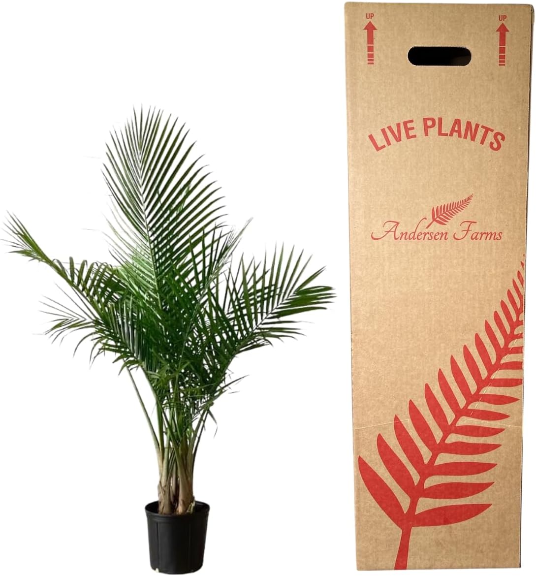 Majesty Palm Live Plant Indoor/Outdoor in 10 in Grower Pot