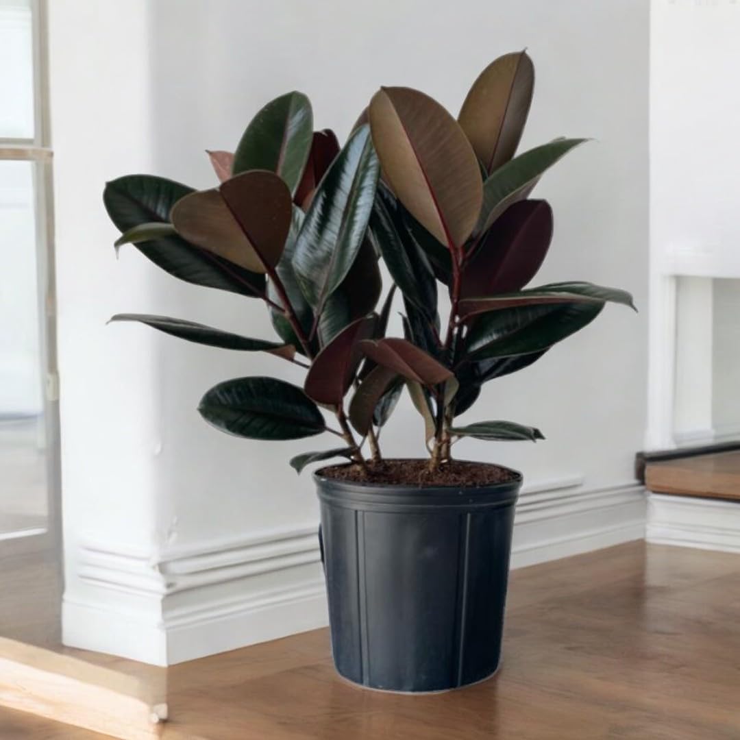 Burgundy Ficus Live Indoor/Outdoor Plant 10" Growers Pot