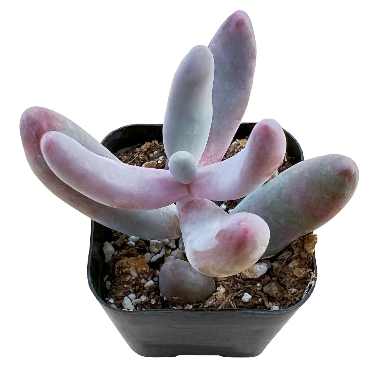 Lithops & Succulent Collection