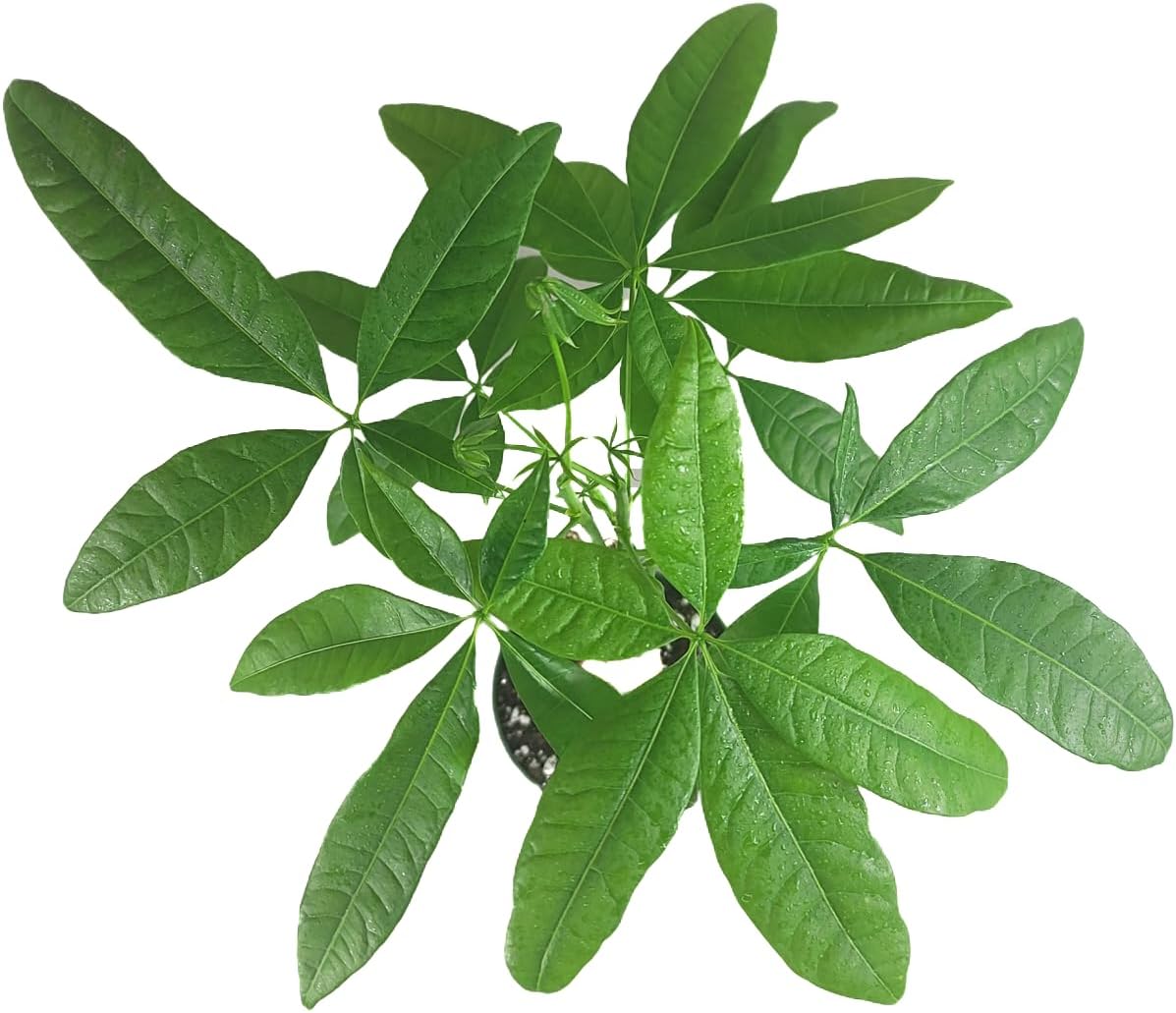 Chinese Money Tree Live Plant