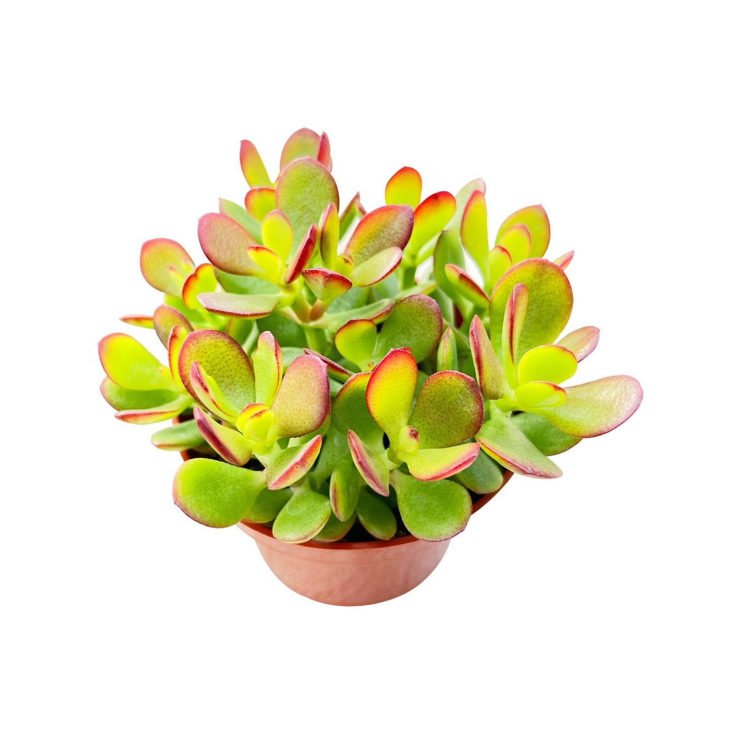 4" Trailing Succulents