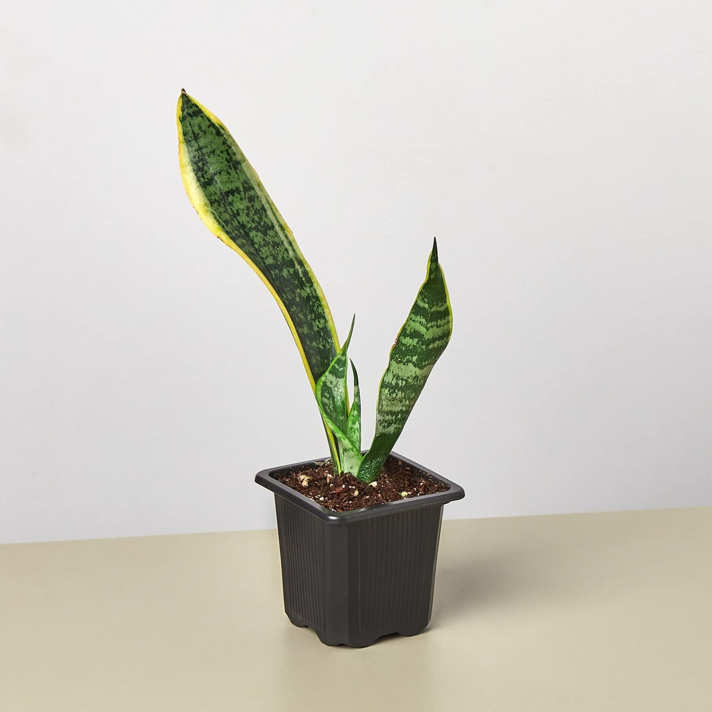 Snake Plants
