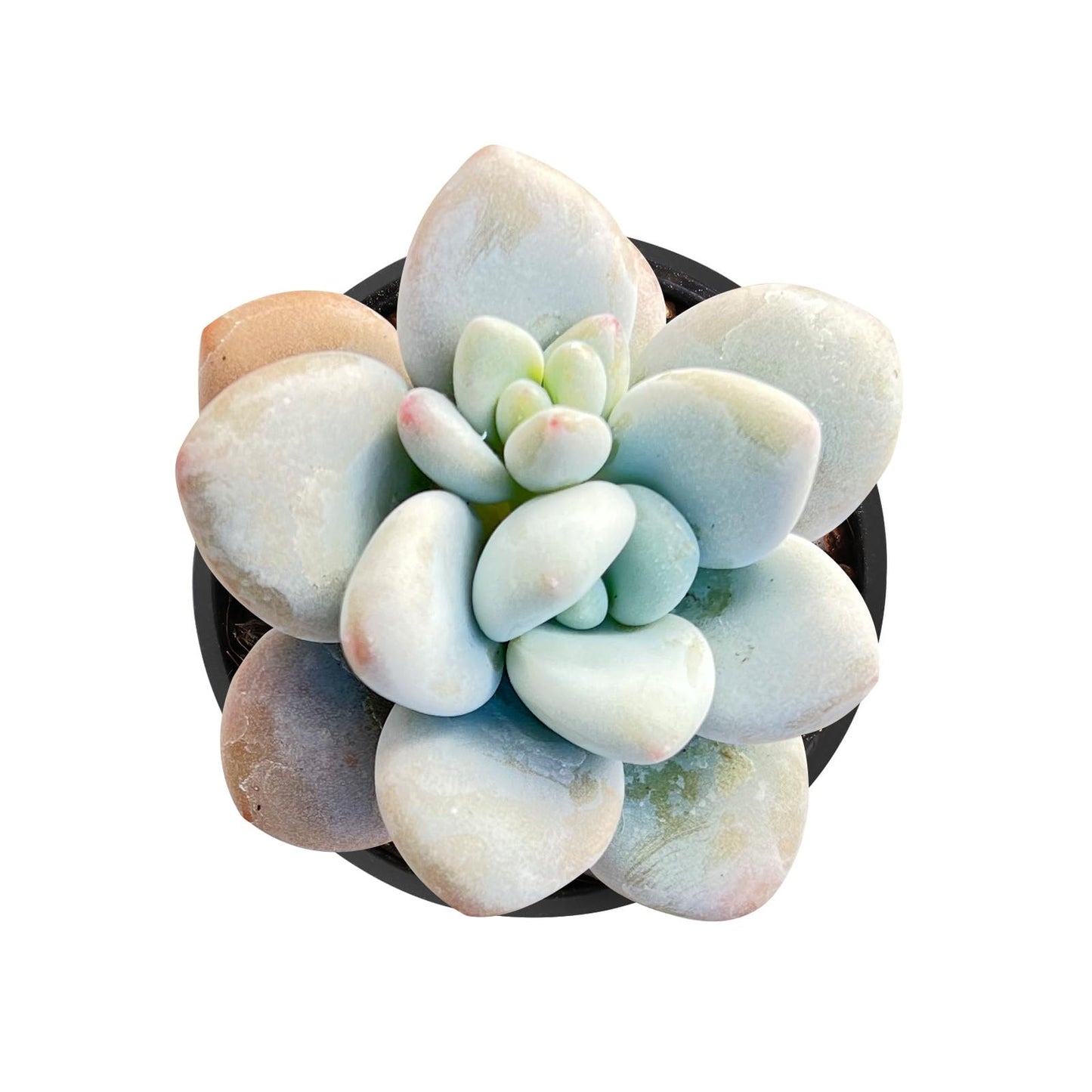 Sprout N Green Echeveria Minima, 1 Live Mini Succulent Plant Fully Rooted in 2 inch Starter Pot, Real House Plant for Indoor Outdoor Home Office Wedding Decoration Party Favor