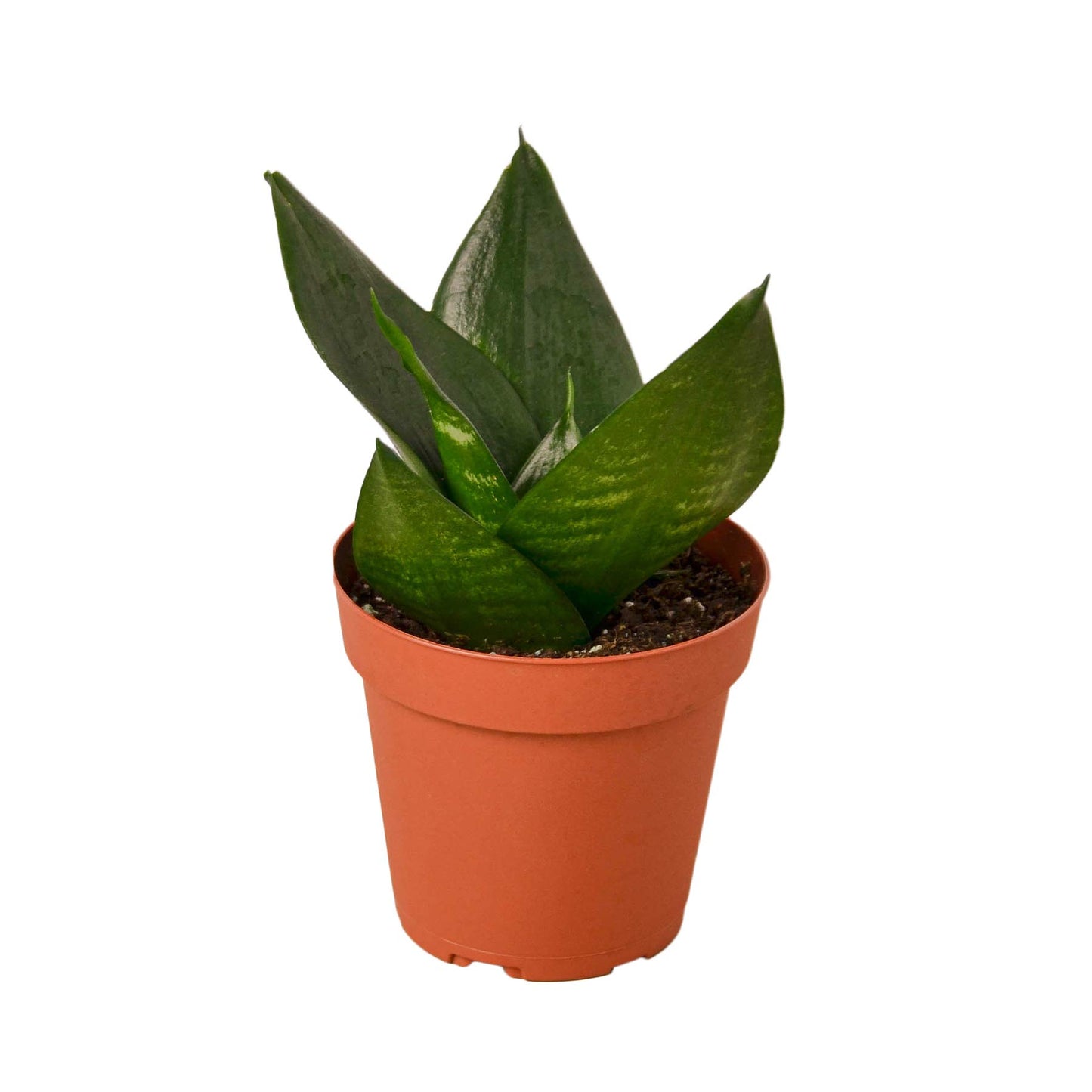 Snake Plants