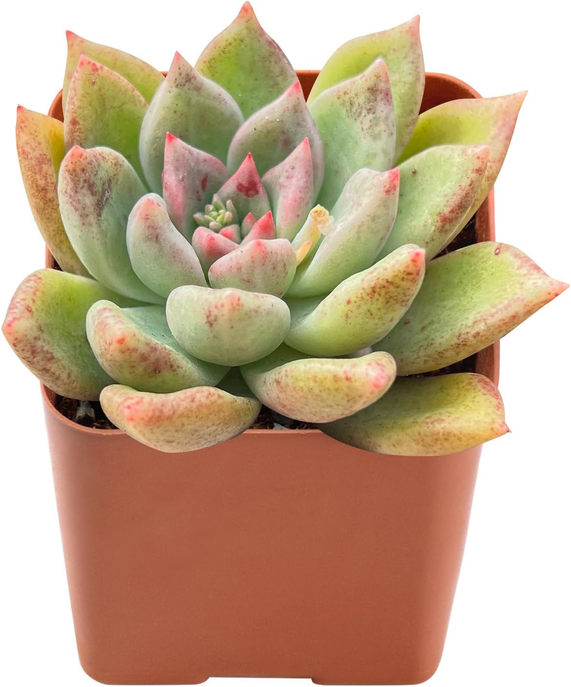 Sprout N Green Echeveria Minima, 1 Live Mini Succulent Plant Fully Rooted in 2 inch Starter Pot, Real House Plant for Indoor Outdoor Home Office Wedding Decoration Party Favor