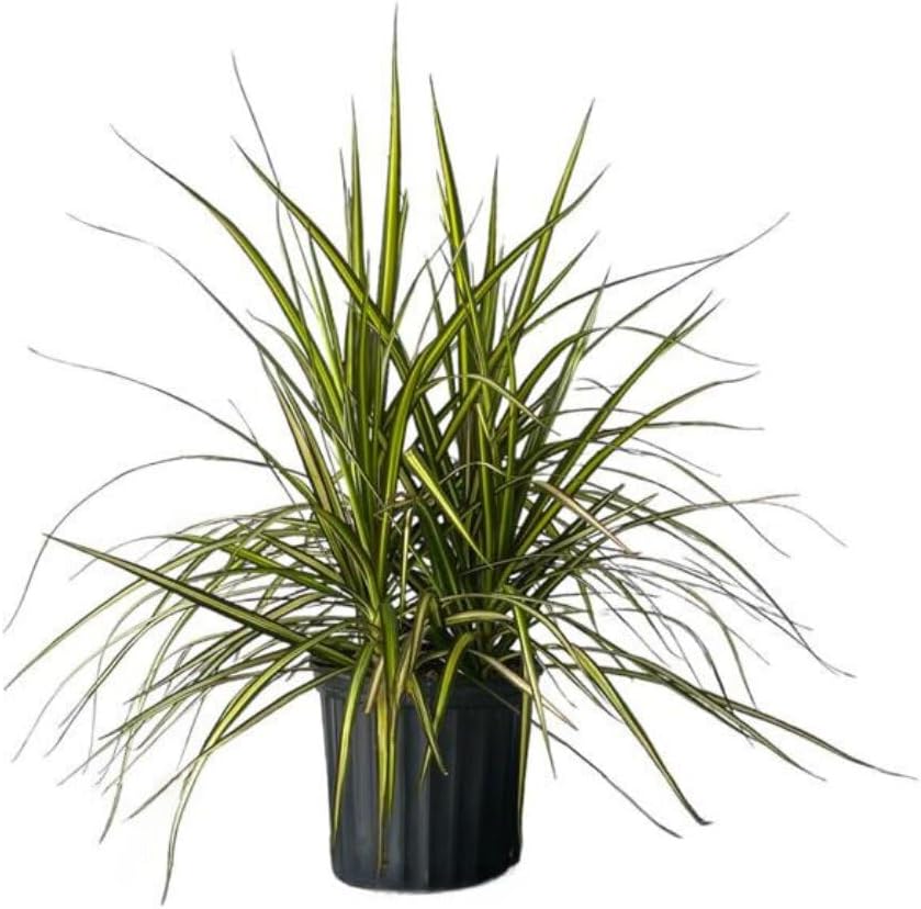 Dracaena Marginata Kiwi Live Plant โ 10-inch Grower Pot, Indoor/Outdoor Houseplant